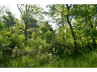 Property photo 38 - LAND AUCTION - 215+/- ACRES OFFERED IN 6 TRACTS IN VAN WERT COUNTY, OHIO